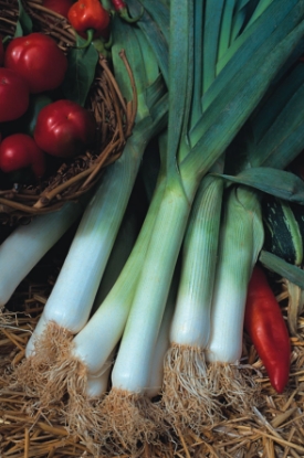 Picture of Leek Blue Solaise